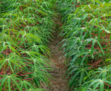 O produtor e a sociedade são os maiores beneficiados quando a pesquisa e a extensão rural trabalham em sintonia. Buscar variedades mais produtivas exige anos de trabalho dos pesquisadores e o extensionista é fundamental para fazer esse conhecimento chegar aos agricultores. Na região Noroeste do estado um exemplo dessa parceria vem impactando diariamente a renda de alguns produtores de mandioca.  -  Foto: Gustavo Kooiti Silva Takahashi
