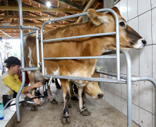 Campanha de vacinação febre aftosa. Campo Largo, 09/05/2019 Foto:Jaelson Lucas / ANPr