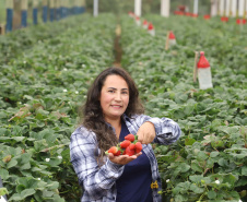 Produção de morango se destaca na região de Curitiba e cresce em todo Paraná. Na foto, Rosana Gabardo Pallu. Foto: Ari Dais/AEN