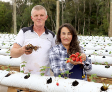 Produção de morango se destaca na região de Curitiba e cresce em todo Paraná. Na foto, Rosana Gabardo Pallu e José Marcos Pallu. Foto: Ari Dais/AEN