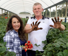 Produção de morango se destaca na região de Curitiba e cresce em todo Paraná. Na foto, Rosana Gabardo Pallu e José Marcos Pallu. Foto: Ari Dais/AEN