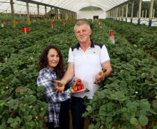 Produção de morango se destaca na região de Curitiba e cresce em todo Paraná. Na foto, Rosana Gabardo Pallu e José Marcos Pallu. Foto: Ari Dais/AEN