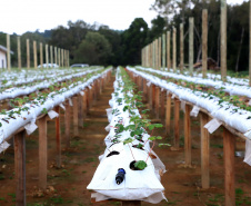 Produção de morango se destaca na região de Curitiba e cresce em todo Paraná. Foto: Ari Dais/AEN