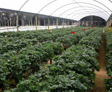 Produção de morango se destaca na região de Curitiba e cresce em todo Paraná.  Foto: Ari Dais/AEN