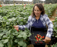 Produção de morango se destaca na região de Curitiba e cresce em todo Paraná. Na foto, Rosana Gabardo Pallu. Foto: Ari Dais/AEN