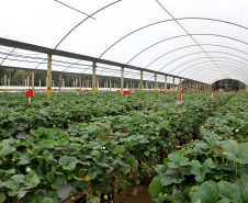 Produção de morango se destaca na região de Curitiba e cresce em todo Paraná. . Foto: Ari Dais/AEN