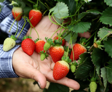 Produção de morango se destaca na região de Curitiba e cresce em todo Paraná.  Foto: Ari Dais/AEN