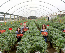 Produção de morango se destaca na região de Curitiba e cresce em todo Paraná. Foto: Ari Dais/AEN