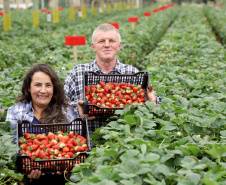 Produção de morango se destaca na região de Curitiba e cresce em todo Paraná. Na foto, Rosana Gabardo Pallu e José Marcos Pallu. Foto: Ari Dais/AEN