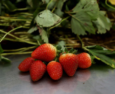 Produção de morango se destaca na região de Curitiba e cresce em todo Paraná.  Foto: Ari Dais/AEN