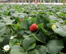 Produção de morango se destaca na região de Curitiba e cresce em todo Paraná.  Foto: Ari Dais/AEN