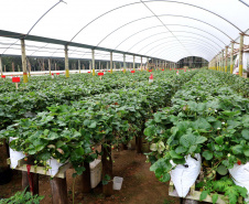 Produção de morango se destaca na região de Curitiba e cresce em todo Paraná. Foto: Ari Dais/AEN