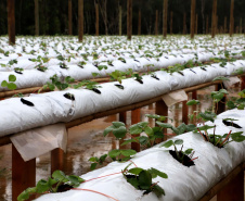 Produção de morango se destaca na região de Curitiba e cresce em todo Paraná. Foto: Ari Dais/AEN