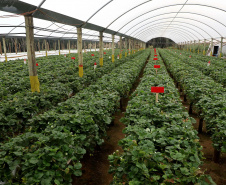 Produção de morango se destaca na região de Curitiba e cresce em todo Paraná.  Foto: Ari Dais/AEN