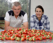 Produção de morango se destaca na região de Curitiba e cresce em todo Paraná. Na foto, Rosana Gabardo Pallu e José Marcos Pallu. Foto: Ari Dais/AEN