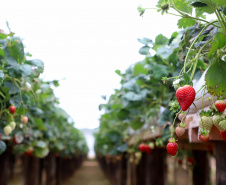 Produção de morango se destaca na região de Curitiba e cresce em todo Paraná. Foto: Ari Dais/AEN