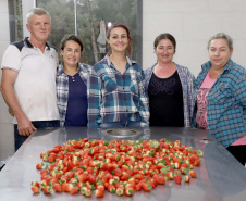 Produção de morango se destaca na região de Curitiba e cresce em todo Paraná. Na foto, Rosana Gabardo Pallu e José Marcos Pallu. Foto: Ari Dais/AEN