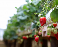 Produção de morango se destaca na região de Curitiba e cresce em todo Paraná.  Foto: Ari Dais/AEN