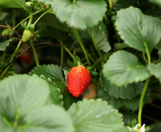 Produção de morango se destaca na região de Curitiba e cresce em todo Paraná. Foto: Ari Dais/AEN