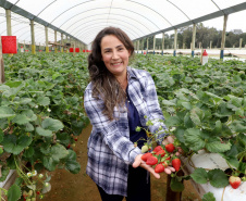 Produção de morango se destaca na região de Curitiba e cresce em todo Paraná. Na foto, Rosana Gabardo Pallu . Foto: Ari Dais/AEN