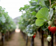 Produção de morango se destaca na região de Curitiba e cresce em todo Paraná.  Foto: Ari Dais/AEN