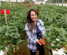 Produção de morango se destaca na região de Curitiba e cresce em todo Paraná. Na foto, Rosana Gabardo Pallu . Foto: Ari Dais/AEN