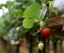 Produção de morango se destaca na região de Curitiba e cresce em todo Paraná. 
