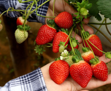 Produção de morango se destaca na região de Curitiba e cresce em todo Paraná. Foto: Ari Dais/AEN