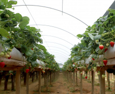 Produção de morango se destaca na região de Curitiba e cresce em todo Paraná. Foto: Ari Dais/AEN