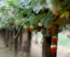 Produção de morango se destaca na região de Curitiba e cresce em todo Paraná.  Foto: Ari Dais/AEN