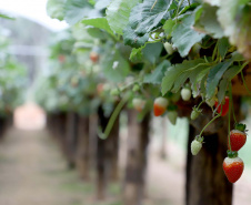 Produção de morango se destaca na região de Curitiba e cresce em todo Paraná. Foto: Ari Dais/AEN