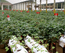 Produção de morango se destaca na região de Curitiba e cresce em todo Paraná.Foto: Ari Dais/AEN