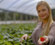 Morango 
Alessandra Clemente ? secretária de agricultura
Foto Gilson Abreu/AEN