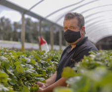 Morango 
Joel Sebastião da Cruz ? tecnico agrícola
Foto Gilson Abreu/AEN