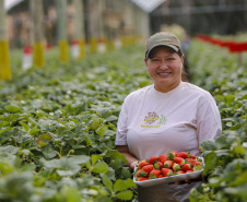 Morango 
Kátia Estela Tsuneta Matsui  - agricultora
Foto Gilson Abreu/AEN