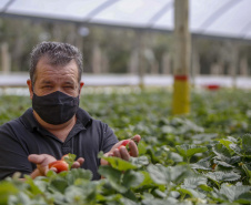 Morango 
Joel Sebastião da Cruz ? tecnico agrícola
Foto Gilson Abreu/AEN