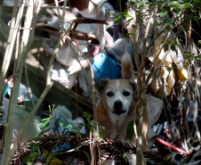 Pesquisa científica busca identificar acumuladores de animais. Foto: UFPR