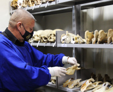 No dia Internacional do Museu (18 de maio), a Secretaria de Estado da Segurança Pública do Paraná (Sesp) destaca um personagem que tem total conexão com o Museu de Ciências Forenses da Polícia Científica do Paraná (PCP), o curador Joel Camargo, responsável por cuidar do acervo e que passou por todas as transformações da instituição e, também, do museu, em mais de 40 anos de trabalho e dedicação