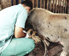 Pesquisa pretende prever possíveis pandemias provocadas pela relação do homem com os animais
. Foto: Adapar