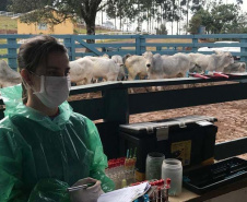 Pesquisa pretende prever possíveis pandemias provocadas pela relação do homem com os animais
. Foto: Adapar