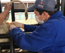 Pesquisa pretende prever possíveis pandemias provocadas pela relação do homem com os animais
. Foto: Adapar