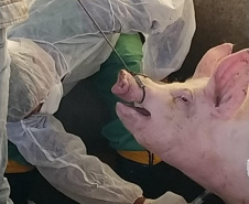 Pesquisa pretende prever possíveis pandemias provocadas pela relação do homem com os animais
. Foto: Adapar