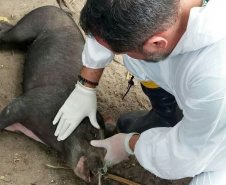 Pesquisa pretende prever possíveis pandemias provocadas pela relação do homem com os animais
. Foto: Adapar