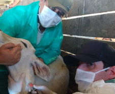 Pesquisa pretende prever possíveis pandemias provocadas pela relação do homem com os animais
. Foto: Adapar