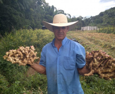 O município de Morretes já foi o maior produtor de gengibre do país, porém alguns problemas com o manejo e a concorrência com a produção da china fizeram a cultura declinar nos últimos anos