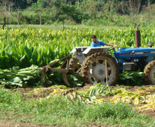 O município de Morretes já foi o maior produtor de gengibre do país, porém alguns problemas com o manejo e a concorrência com a produção da china fizeram a cultura declinar nos últimos anos