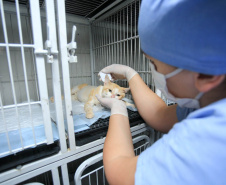 Projeto recebe recursos estaduais para esterilização de animais em ilhas no Paraná  -  Curitiba, 20/05/2021  -  Foto: SEDEST