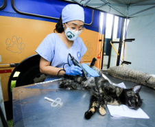 Projeto recebe recursos estaduais para esterilização de animais em ilhas no Paraná  -  Curitiba, 20/05/2021  -  Foto: SEDEST