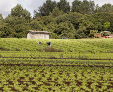 Agricultura Familiar  -  Foto: Arnaldo Alves / ANPr.