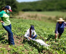 O serviço de Extensão Rural do Paraná completa 65 anos de atuação. Desde a criação do Escritório Técnico de Agricultura (ETA), em 20 de maio de 1956, profissionais de diversas áreas atuam para promover o desenvolvimento rural sustentável, coordenando, articulando e executando assistência técnica e extensão rural junto aos produtores. - Curitiba, 21/05/2021  -  Foto: IDR/PR